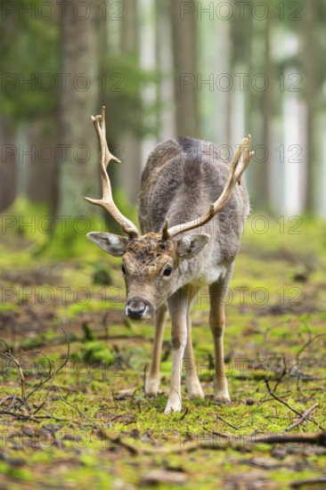European fallow deer (Dama dama) buck in a forest in autumn, Bavaria, Germany
