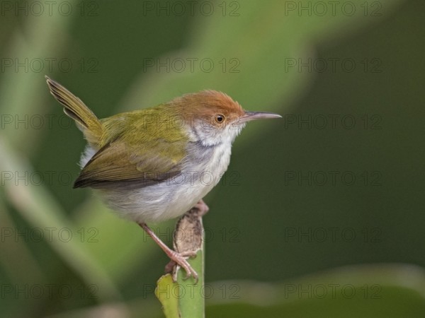 Common Tailorbird (Orthotomus sutorius), Sri Lanka