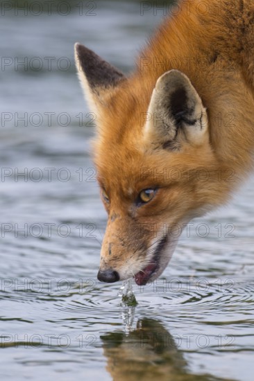 Red Fox (Vulpes vulpes) adult drinking, Netherlands