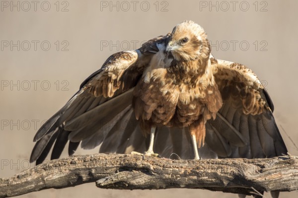 Western Marsh Harrier (Circus aeruginosus) female, Castile-La Mancha, Spain