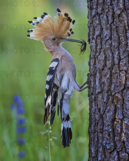 Eurasian Hoopoe (Upupa epops) with food in beak, Saxony-Anhalt, Germany