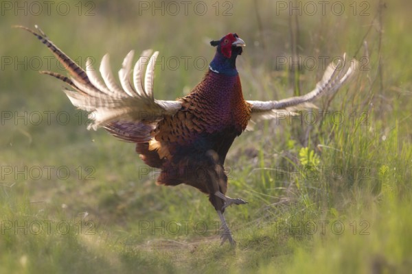Common Pheasant (Phasianus colchicus) male flapping wings, North Rhine-Westphalia, Germany