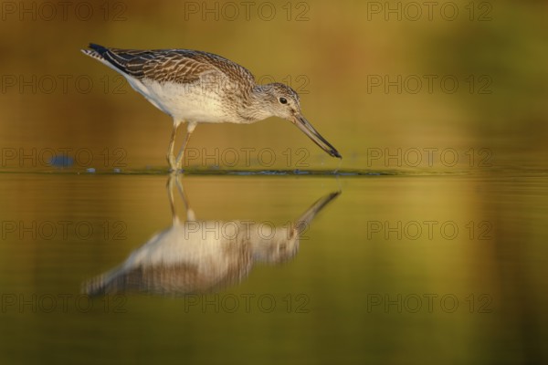 Common Greenshank (Tringa nebularia), Thuringia, Germany