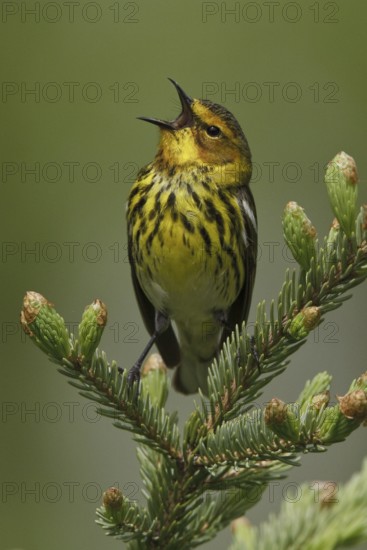 Cape May Warbler (Setophaga tigrina) singing, Manitoba, Canada