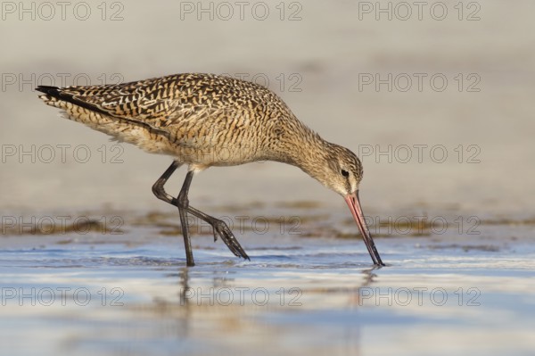 Marbled Godwit (Limosa fedoa), Florida, USA