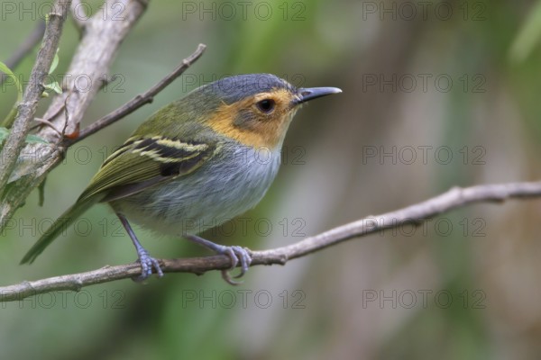 Ochre-faced Tody-Flycatcher (Poecilotriccus plumbeiceps) perched on a branch in Bolivia, South America