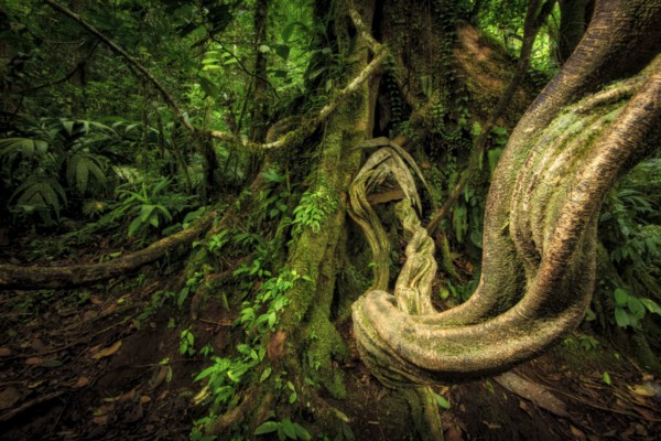 Tropical lianas can grow to the thickness of a human thigh. These impressive giants support a whole ecosystem at the tops of the rainforest canopy. I focused just inches away from this liana in Costa Rica's Tenorio Volcano National Park and used off-camera fill-flash to provide a dramatic perspective