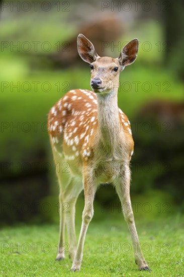 Sika deer (Cervus nippon) female on a meadow, Bavaria, Germany