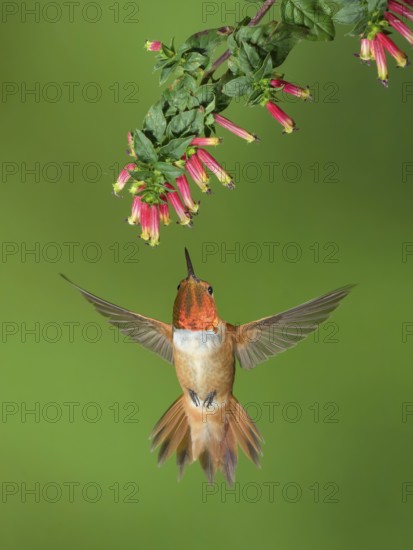 Rufous Hummingbird (Selasphorus rufus) male flying while feeding at flower nectar, Colorado, USA