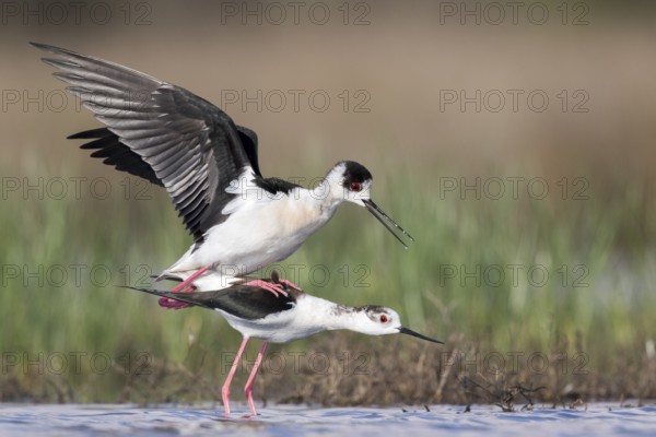 Black-winged Stilt (Himantopus himantopus) pair mating, Romania