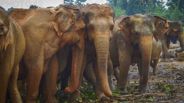 Group of Asian elephants (elephas maximus) together in the jungle with vegetation, Pinnawela Elephant Orphanage, Sri Lanka