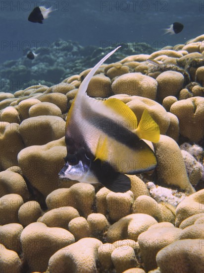 Red sea bannerfish (Heniochus intermedius) over stony corals, House Reef dive site, Mangrove Bay, El Quesir, Red Sea, Egypt