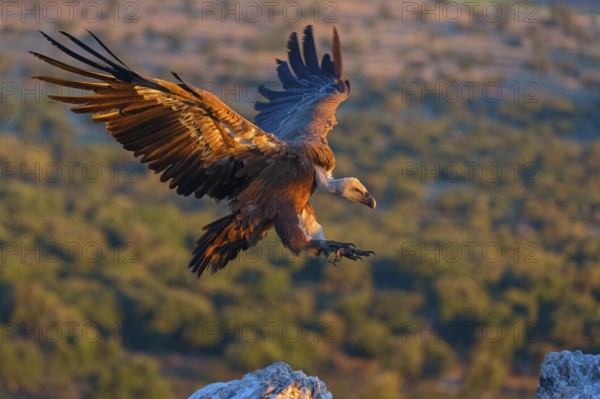 Griffon Vulture, Eurasian Griffon Vulture, Griffon Vulture, Eurasian Griffon, (Gyps fulvu), Vautour fauve, Buitre Leonado, Landing approach, Flight study, Hides De Calera / Valley Hide, Calera Y Chozas, Castilla La Mancha / Toledo, Spain