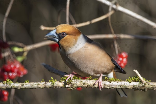 A male hawfinch (Coccothraustes coccothraustes) sits on a branch covered in moss with red berries in the background. Natural light, Baden-Württemberg, Germany