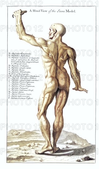 Back view of the Hercules statue in the Palazzo Farnese in Rome, anatomical view, Italy, Detailed anatomical representation of a human back with focus on muscles