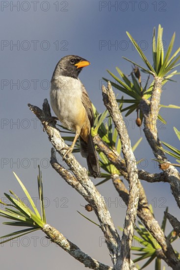 Black-throated Saltator (Saltator atricollis) perched on a branch in the Atlantic rainforest of southeast Brazil