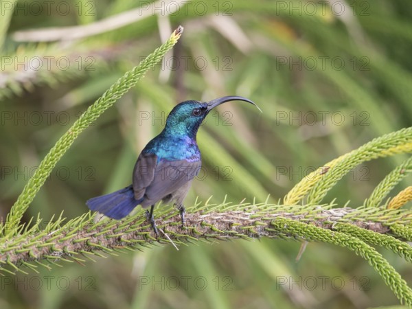 Loten's Sunbird (Cinnyris lotenius) male, Sri Lanka
