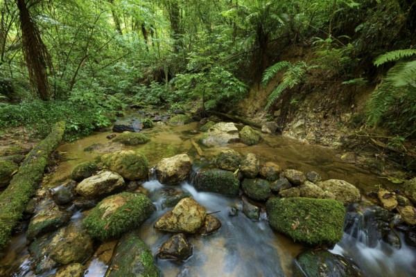 Quiet stream flows through a forest with moss-covered rocks and lush vegetation, Waterfall track, Mclaren Fall Park, Omanawa, North Island, New Zealand