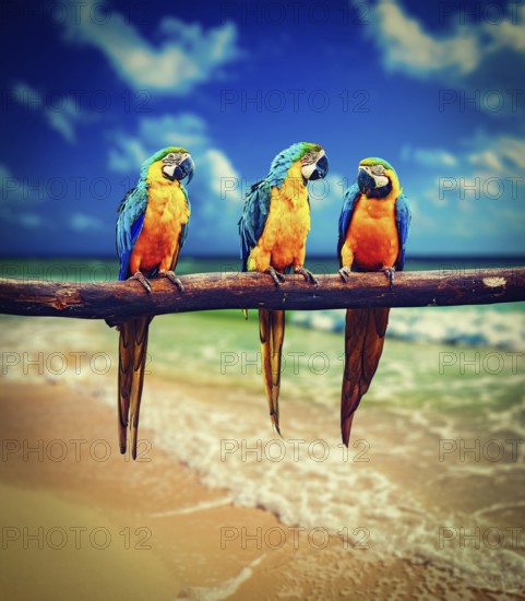 Vintage retro effect filtered hipster style image of tropical vacation concept, three parrots Blue-and-Yellow Macaw (Ara ararauna) also known as the Blue-and-Gold Macaw on tropical beautiful beach and sea