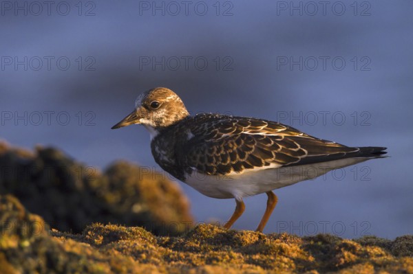 Ruddy Turnstone (Arenaria interpres), Andalusia, Spain