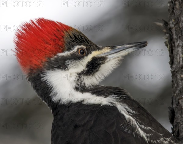 Pileated Woodpecker (Dryocopus pileatus) female, Saskatchewan, Canada