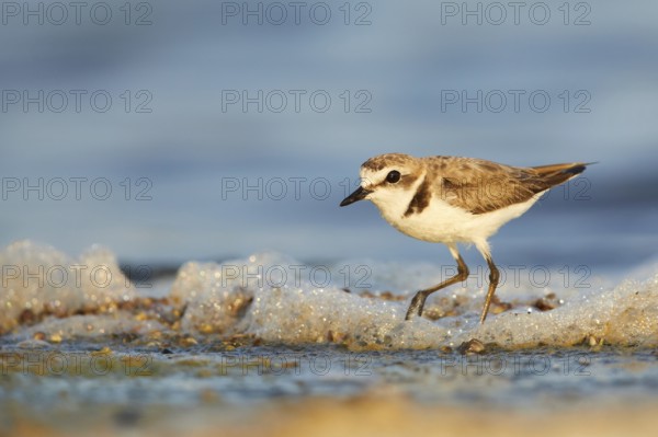 Kentish Plover (Charadrius alexandrinus) on beach, Spain