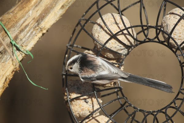 Long-tailed Tit (Aegithalos caudatus) at the winter feeding site in the forest, Allgäu, Bavaria, Germany