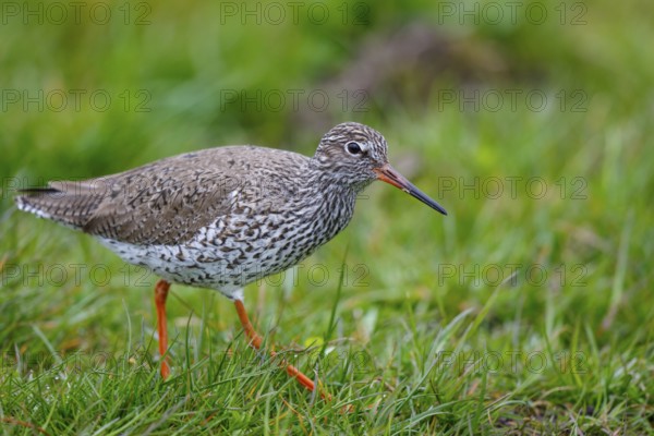 Common Redshank (Tringa totanus), Netherlands