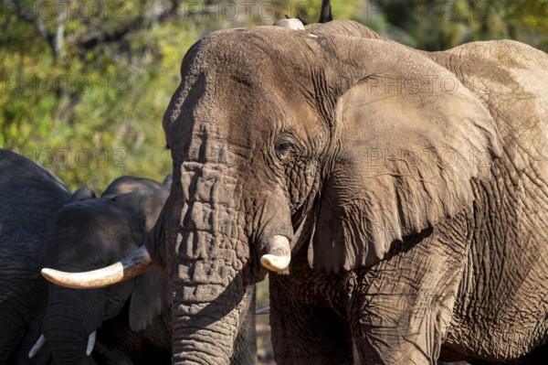 African elephant (Loxodonta africana), desert elephant, riverbed of the Ugab River, Damaraland, Kunene region, Namibia