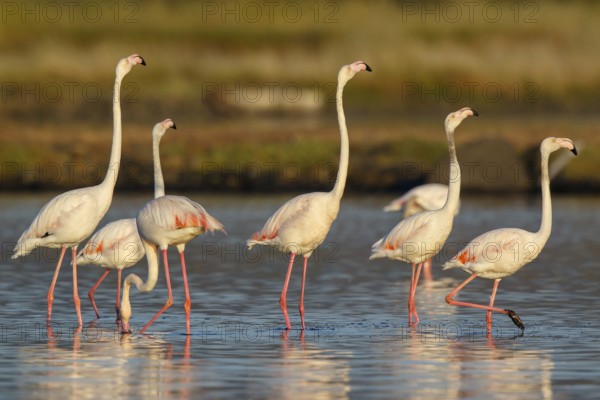 Greater Flamingo (Phoenicopterus roseus) group in shallow water, Lesvos, Greece