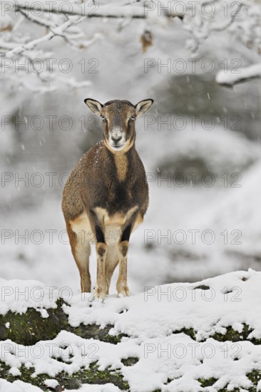 European mouflon (Ovis aries musimon) (Syn.: Ovis orientalis musimon), female standing on snow-covered rock, captive, Switzerland