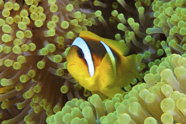 Red sea anemonefish (Amphiprion bicinctus)