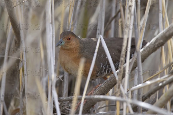 Band-bellied Crake (Porzana paykullii) in reed, Dornod-Aimag, Mongolia
