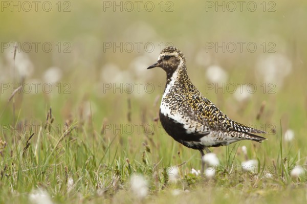European Golden Plover (Pluvialis apricaria), Iceland