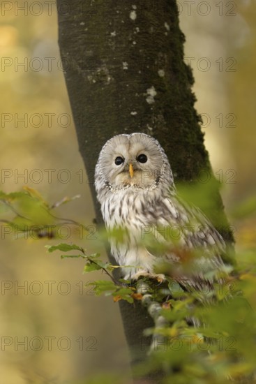 Ural Owl (Strix uralensis) captive, Baden-Wuerttemberg, Germany