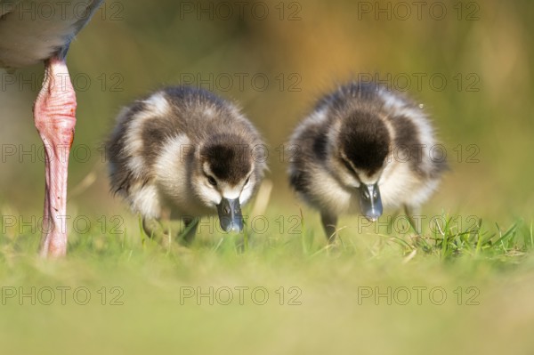 Egyptian goose (Alopochen aegyptiaca) cute chicks on a meadow at the shore of a lake, Bavaria, Germany