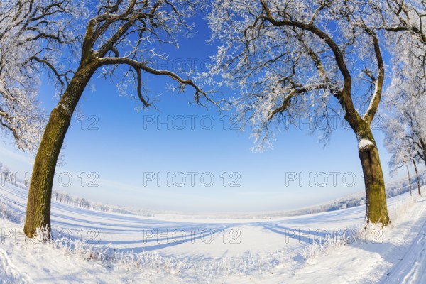 Oak tree avenue, (Quercus robur), trees covered in frost and snow, in winter, with a clear blue sky, photographed with a fish-eye lens, Beberbeck, North Hesse, Germany