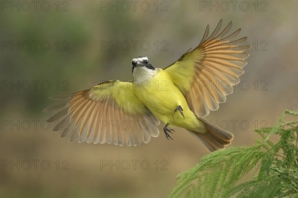 Great Kiskadee (Pitangus sulphuratus) flying, Texas, USA