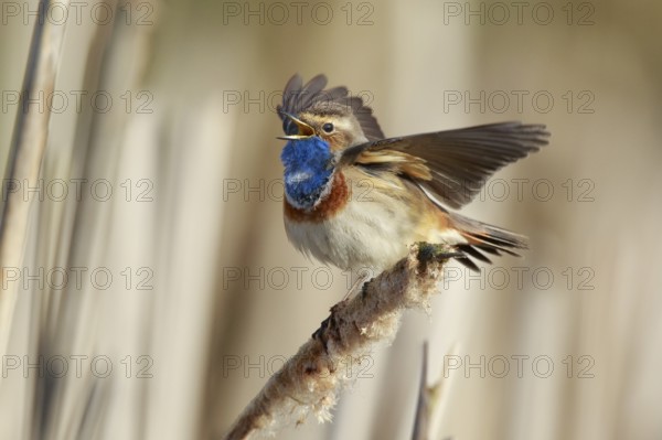 Bluethroat (Luscinia svecica cyanecula) male singing from cattail, Netherlands