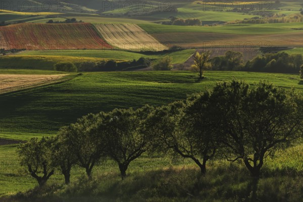 Scenic rural landscape featuring rolling hills with vibrant green and red crops under a clear sky. A row of lush trees adds contrast and depth to the view