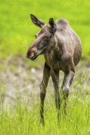 Eurasian elk (Alces alces) walking on a meadow in early summer, Bavarian Forest, Bavaria, Germany