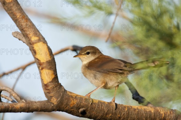 Cetti's Warbler (Cettia cetti), Greece