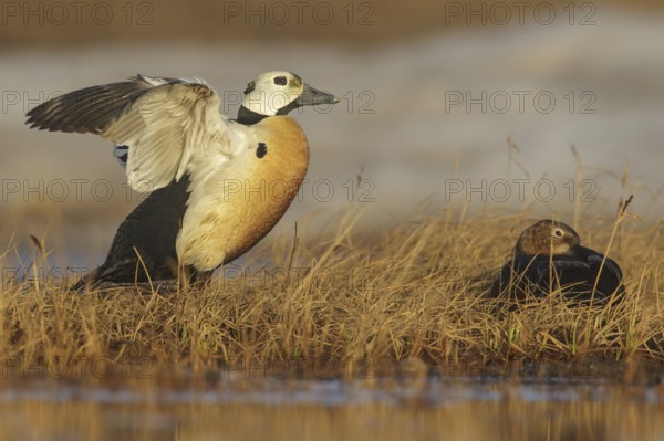 Steller's Eider (Polysticta stelleri) feeding on a small pond on the tundra in Northern Alaska