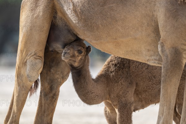 Dromedary (Camelus dromedarius), camel, young animal with mother, Oman