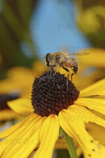 Dronefly (Eristalis tenax) on yellow coneflower (Echinacea paradoxa), Wilden, North Rhine-Westphalia, Germany