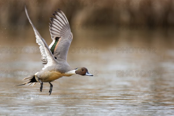 Northern Pintail (Anas acuta) male flying, British Columbia, Canada