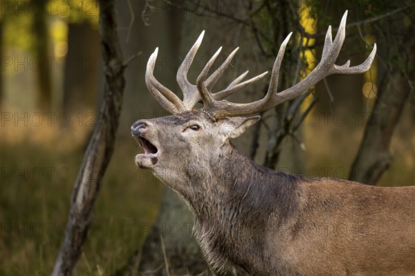 Red deer (Cervus elaphus) in rut, roaring, hunting, Klamptenborg, Copenhagen, Denmark