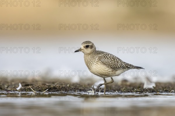 Grey Plover (Pluvialis squatarola), North-Rhine Westphalia, Germany
