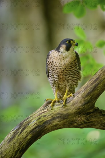 Peregrine Falcon (Falco peregrinus), adult sitting on branch in forest, Bohemian Forest, Czech Republic