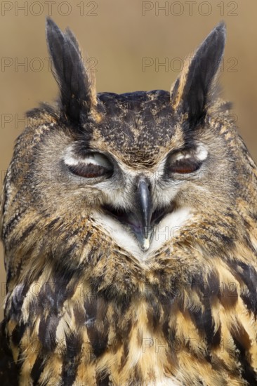 Indian eagle owl (Bubo bengalensis) adult bird head portrait, England, United Kingdom - Captive